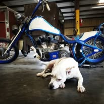 2008 Custom EWD Shovelhead Chopper for Sale